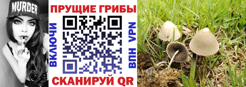 Галлюциногенные грибы прущие грибы  дарк нет официальный сайт  Советский 